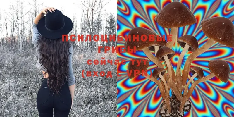 Псилоцибиновые грибы Psilocybine cubensis  цена   Кяхта 